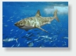 Wei�er Hai (Carcharodon carcharias) Foto: Terry Goss